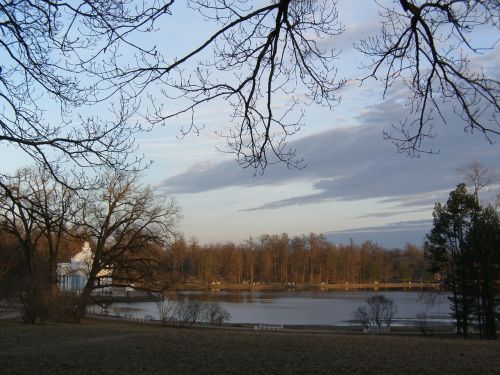 pond trees branches