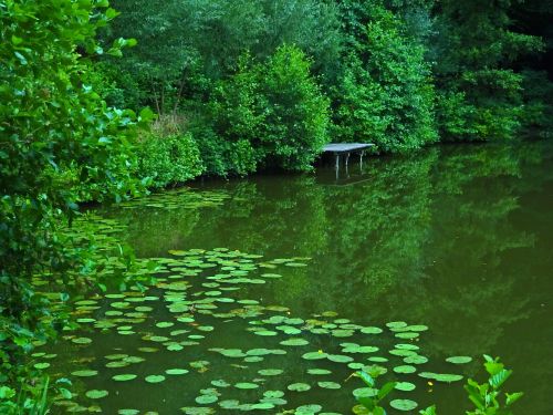 pond lake water lilies