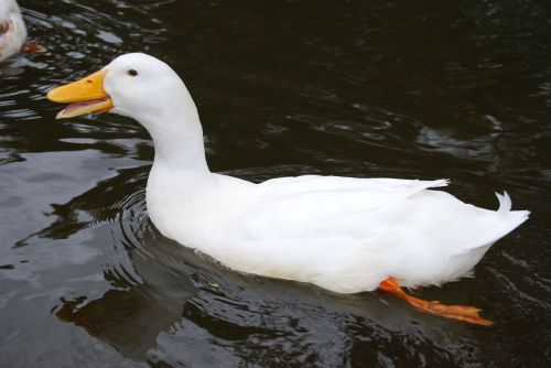 pond australian duck white