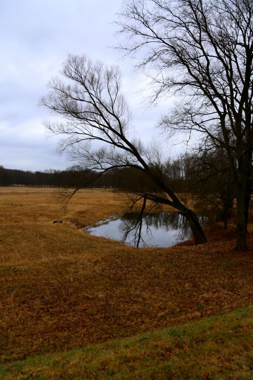 pond tree grass