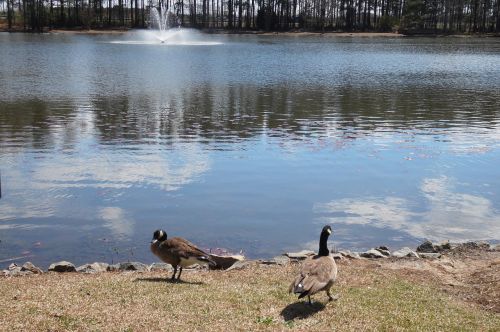 pond lake water