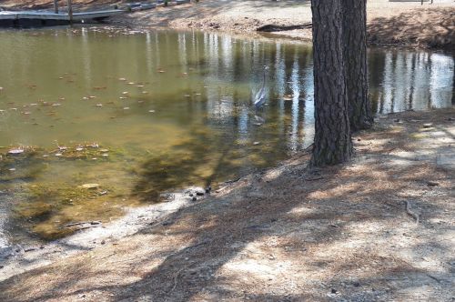 pond lake water