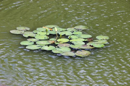 pond river nature