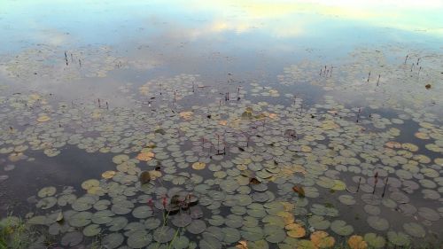 pond lotus