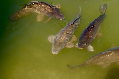 pond fish carp