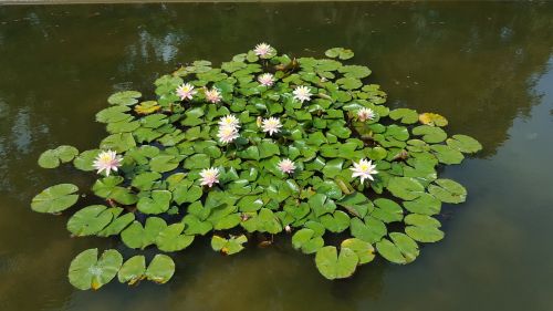 pond water lilies waterlilies