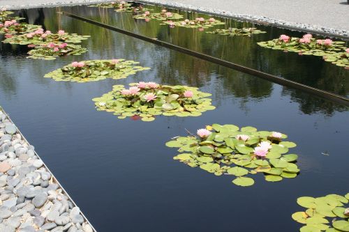 pond petals lily