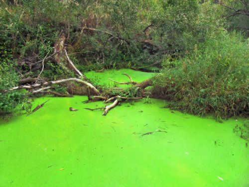 pond green alga algae