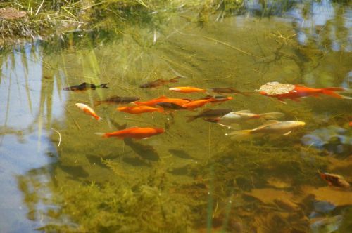 pond garden pond goldfish
