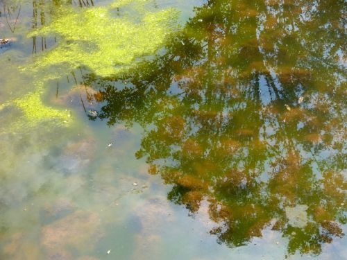 pond water reflection