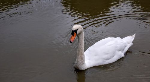 pond white bird