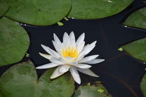 water lily pond aquatic