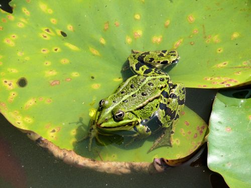 pond frog animal