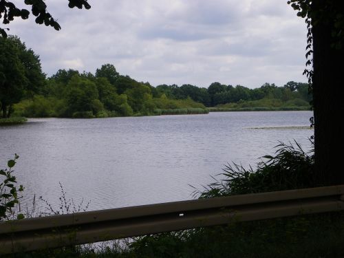 pond water nature