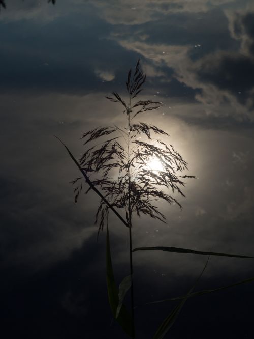 pond sunset grass