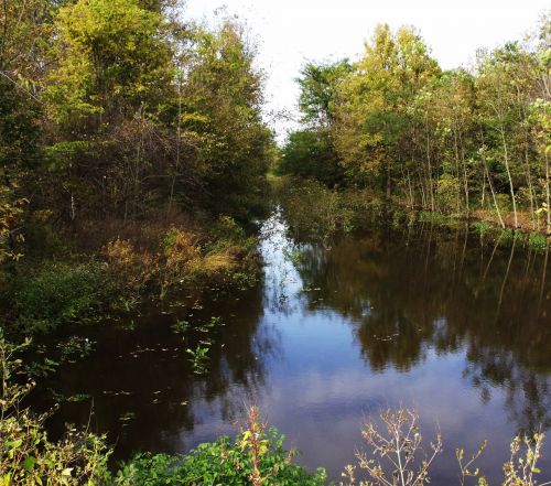 Pond And Trees