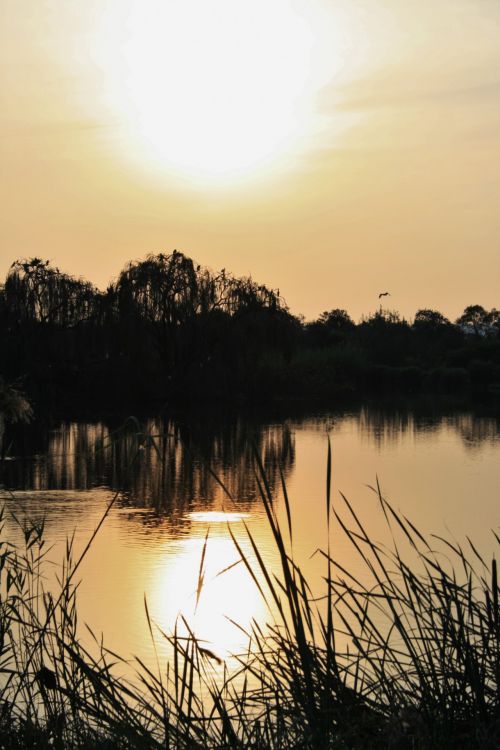 Pond At Sunset