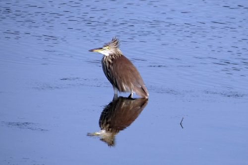 pond heron bird reflection