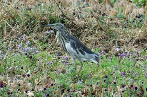 pond heron bird indian pond heron