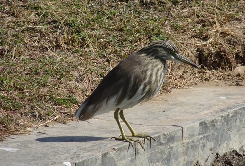 pond heron  bird  fauna