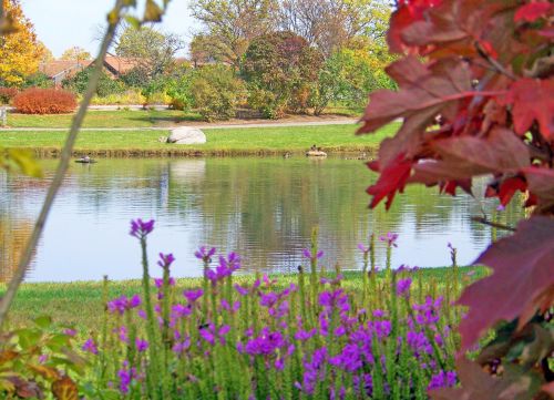 Pond In Autumn