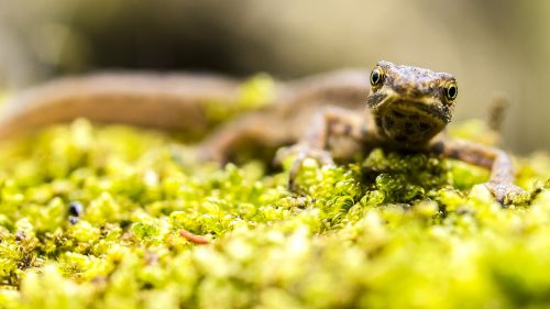 pond pig newt amphibians