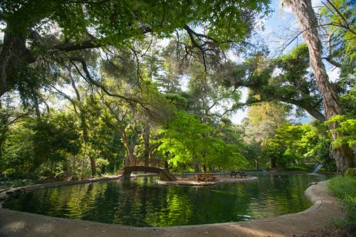 Pond Pool And Garden