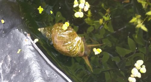 Pond Snail