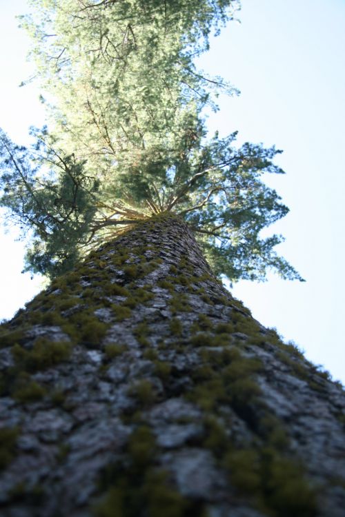 Ponderosa Pine In California