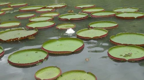 ponds leaves water