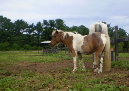 Horse And Pony