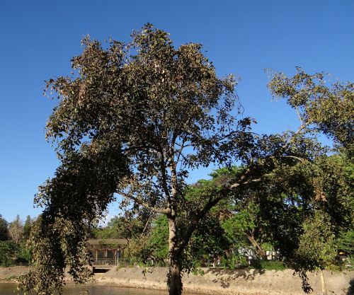 pongamia pinnata indian beech tree honge