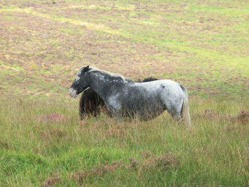 ponies patched dartmoor