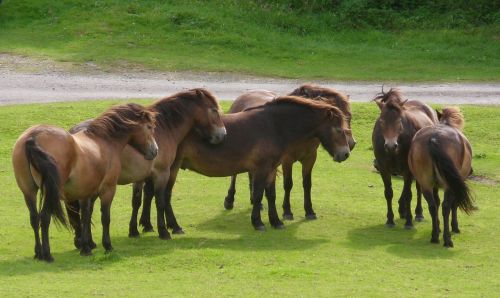 ponies herd horse