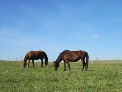 ponies graze pasture