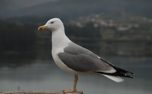 pontedeume  spain  galicia