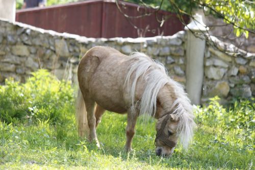 pony grass feed