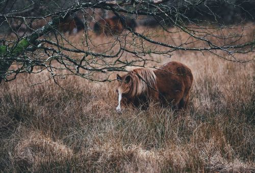 pony grazing horse