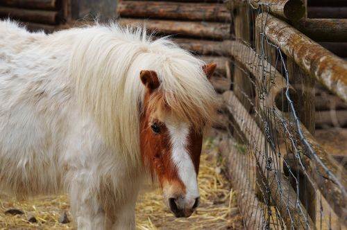 pony wildpark poing white