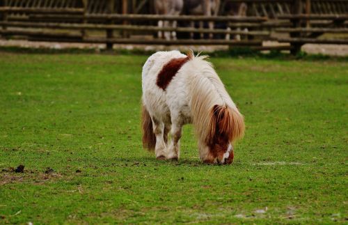 pony wildpark poing white