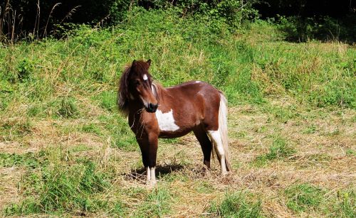 pony equine mane