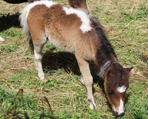 pony equine mane