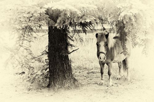 pony horse black and white