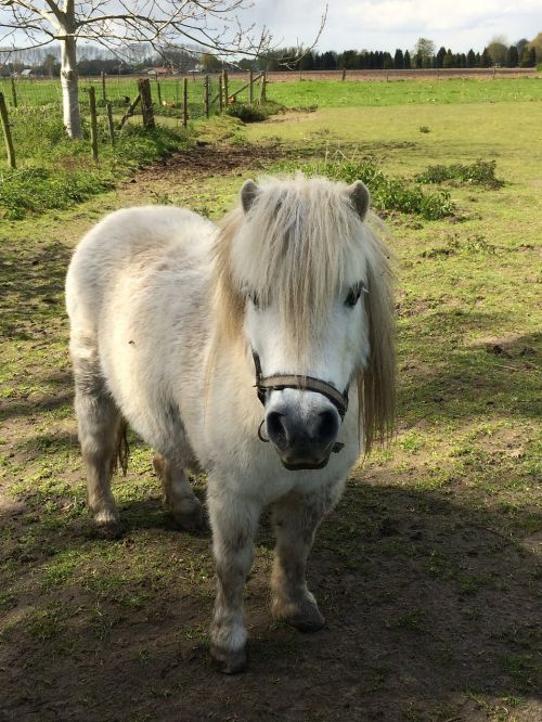 pony pasture small horse