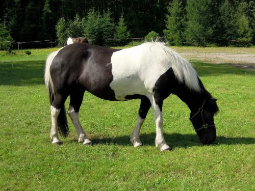 pony horse animal