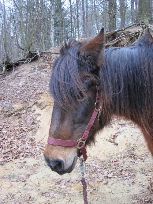 pony horse brown