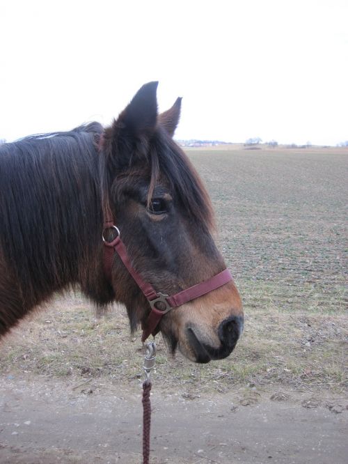 pony horse brown