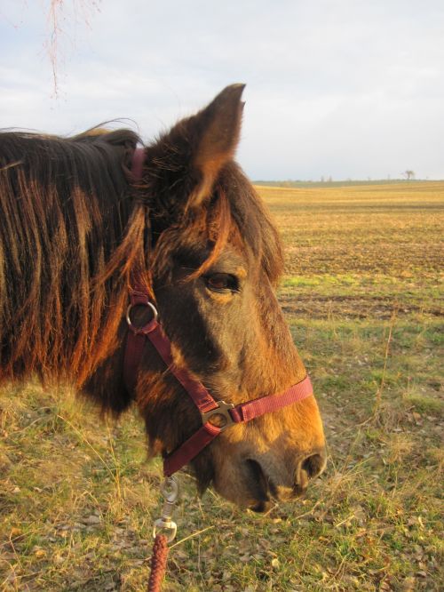 pony horse brown