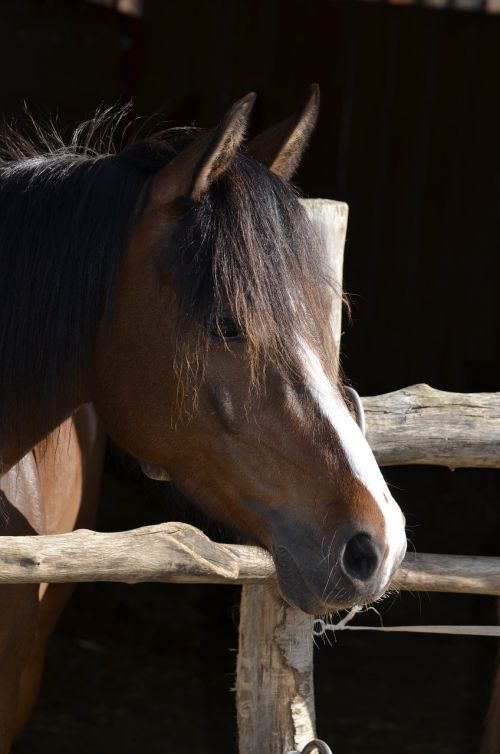 pony mane brown