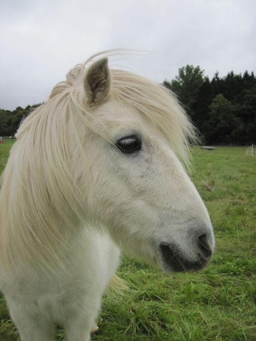 pony shetty shetland pony